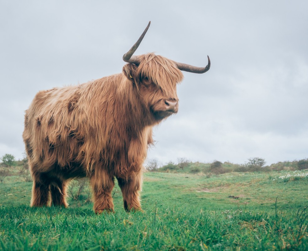 Schotse Hooglander - Unsplash(2).jpg