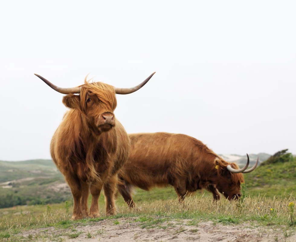 hooglanders-duinen-noordzee-kust02.jpg
